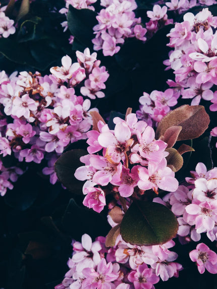Feminine Freshness, the Natural Way
