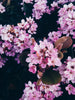 Feminine Freshness, the Natural Way